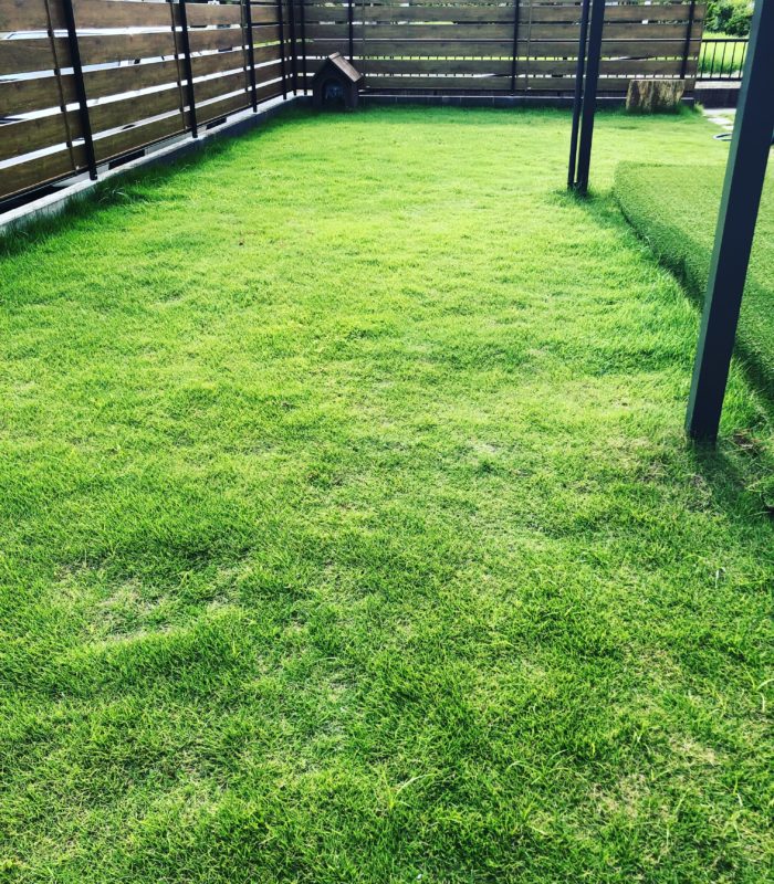芝生の手入れは大変 どれだけ楽をして雑草処理や見た目をきれいに保てるか挑戦中 いちのみやルート73